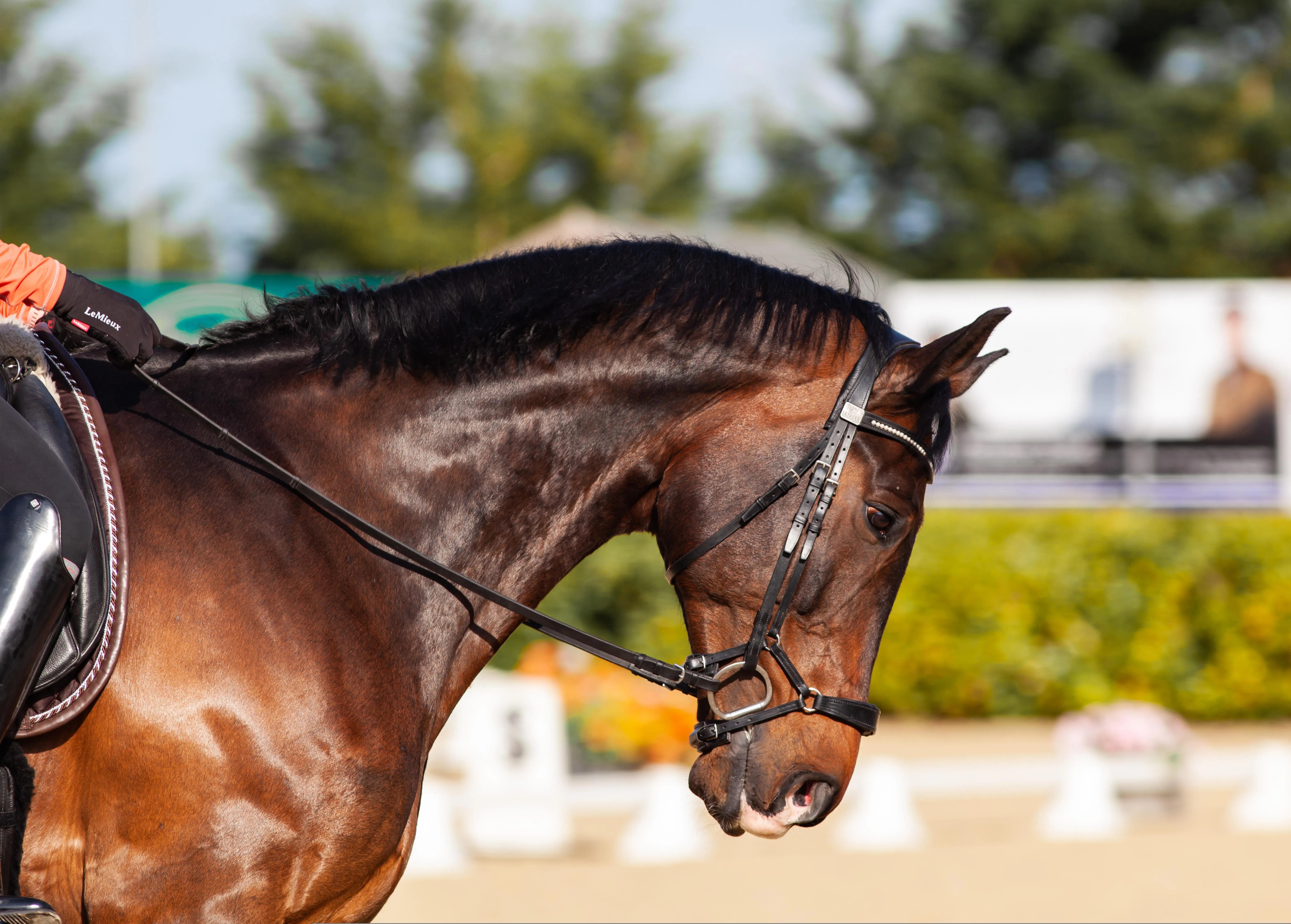 Un cheval marron. Source Pixabay